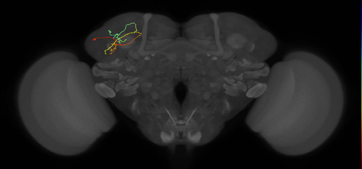 LHPV5c3_L (MaleCNS:166238)