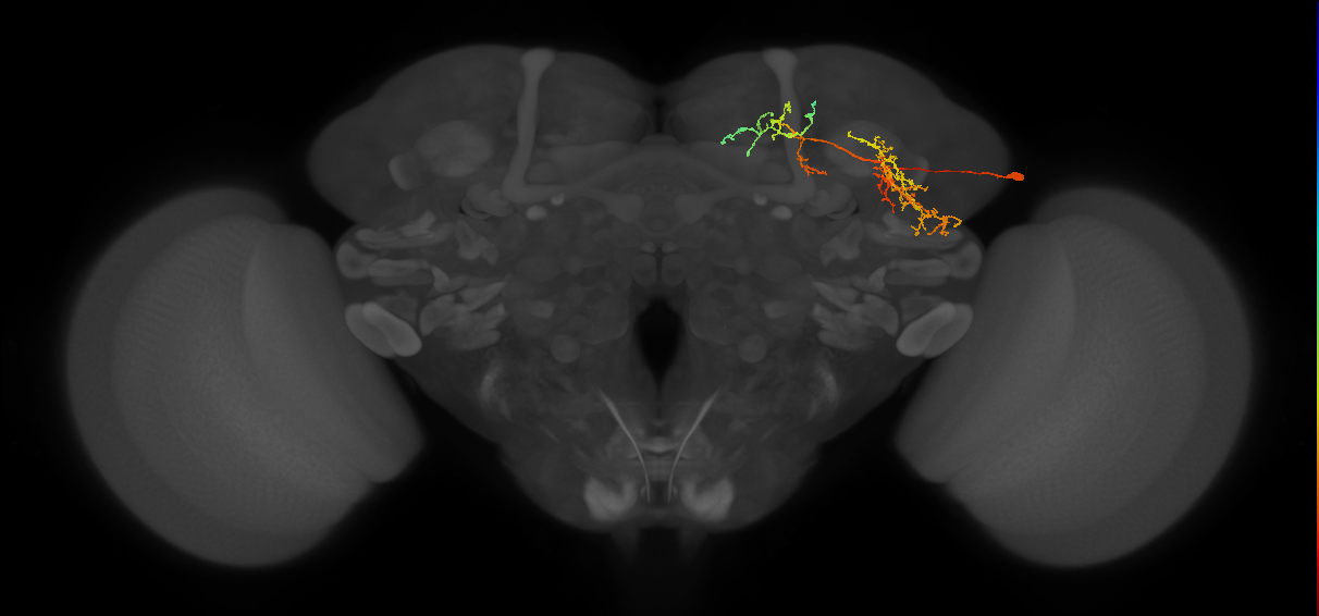 LHPV5g1_b_R (MaleCNS:534950)
