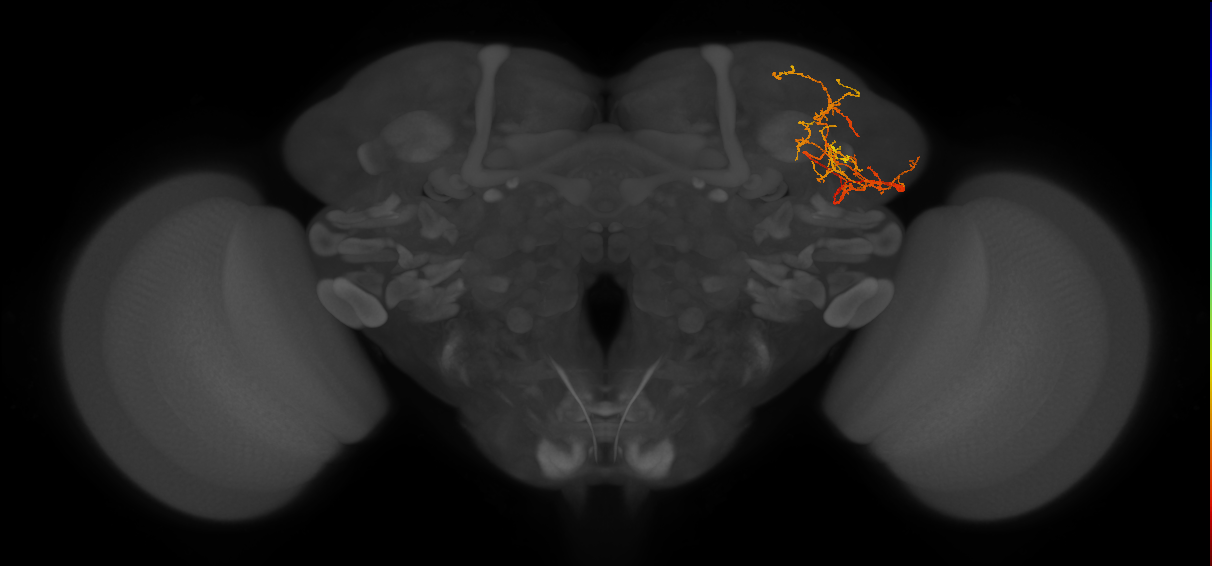 LHPV5j1_R (MaleCNS:46356)