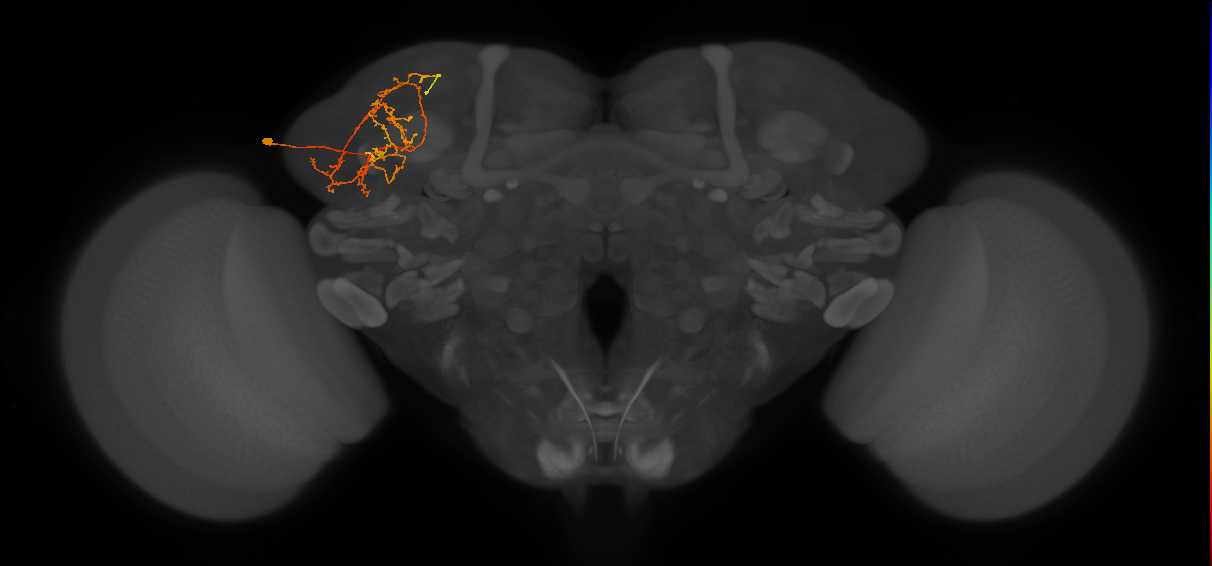 LHPV5j1_L (MaleCNS:82451)