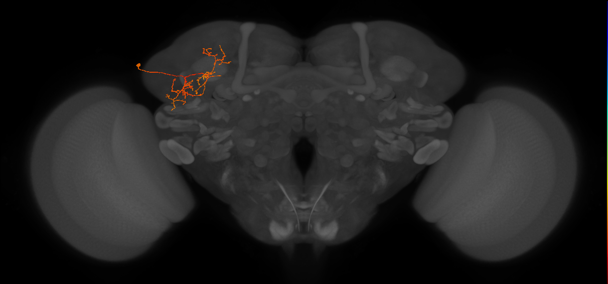 LHPV5m1_L (MaleCNS:152141)