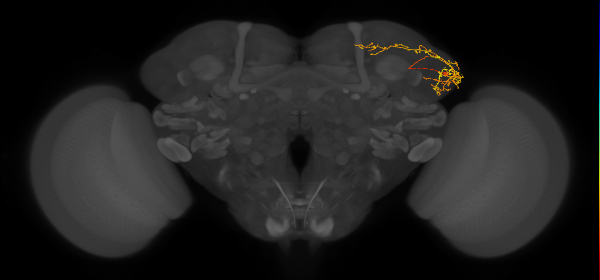 LHPV6a1_R (MaleCNS:65365)