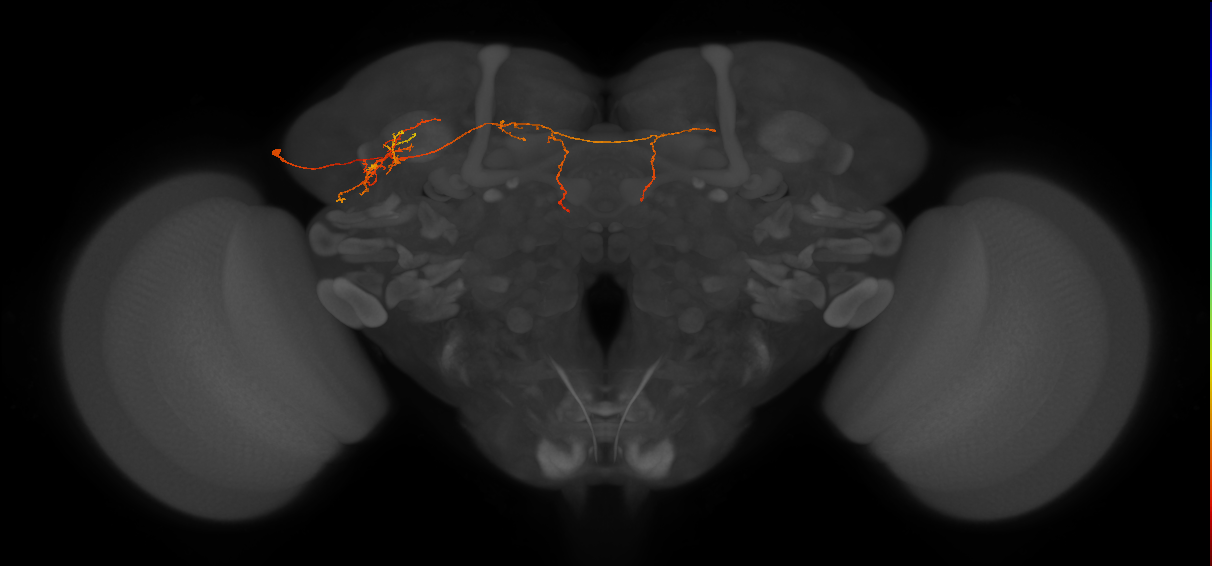 LHPV6f1_L (MaleCNS:149264)