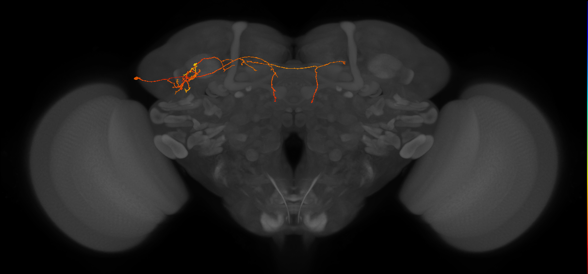 LHPV6f1_L (MaleCNS:152540)