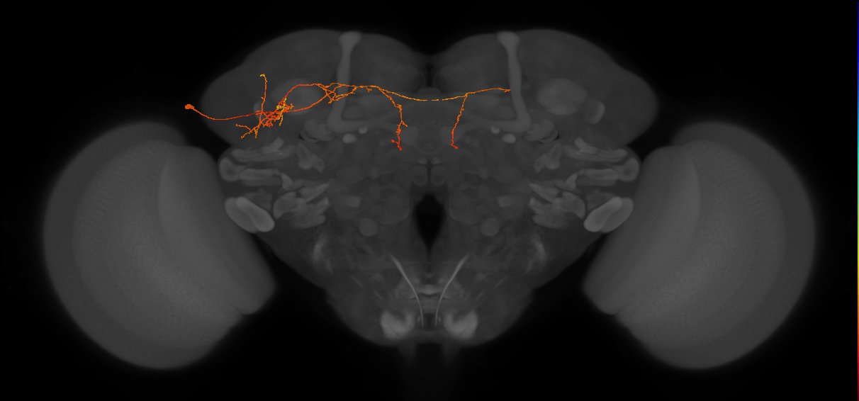 LHPV6f1_L (MaleCNS:103761)