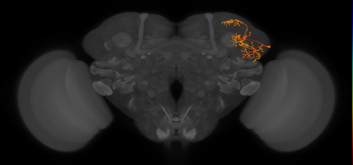 LHPV6h2_R (MaleCNS:40089)