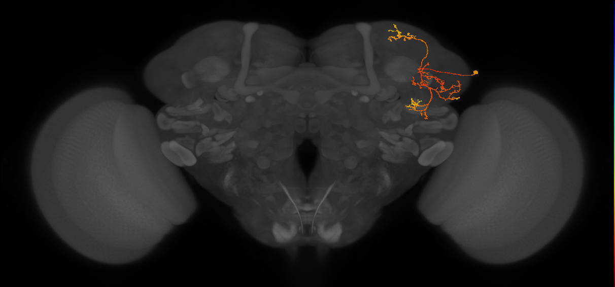 LHPV6h3,SLP276_R (MaleCNS:94752)