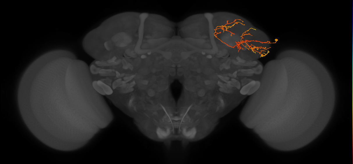 LHPV6i1_a_R (MaleCNS:43312)