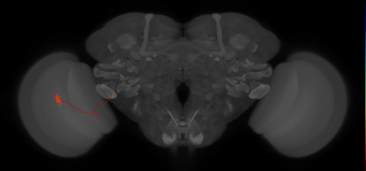 cholinergic neuron