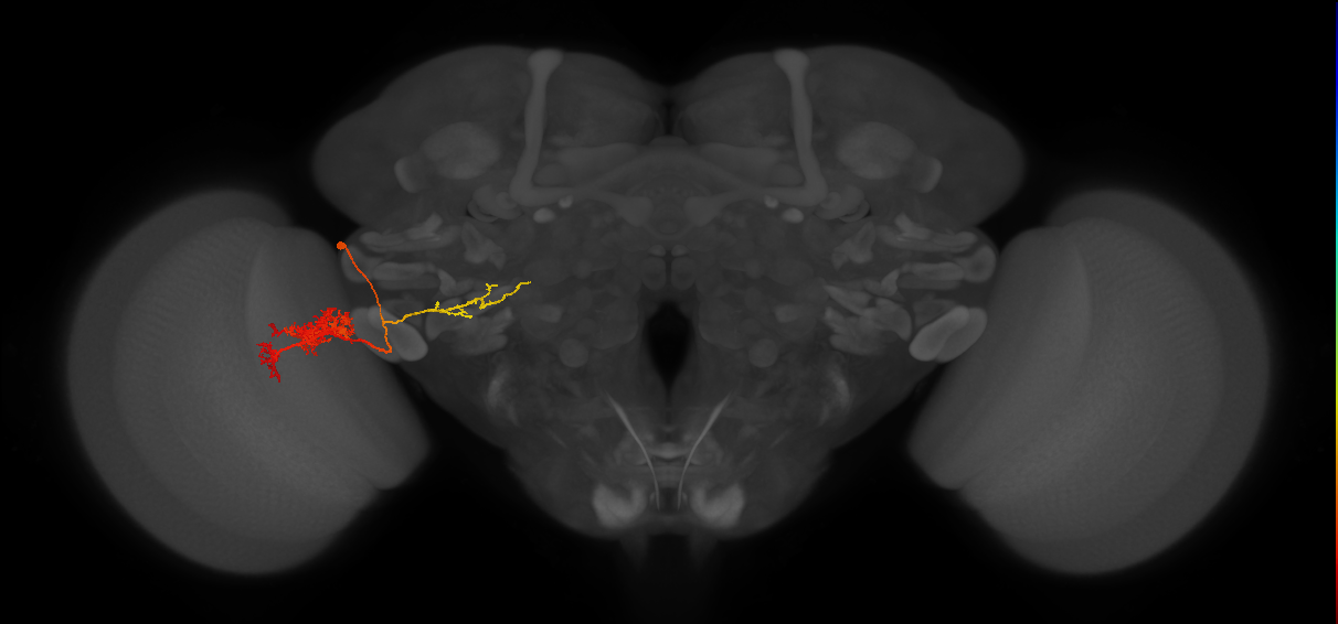 adult VPNd1 lineage neuron