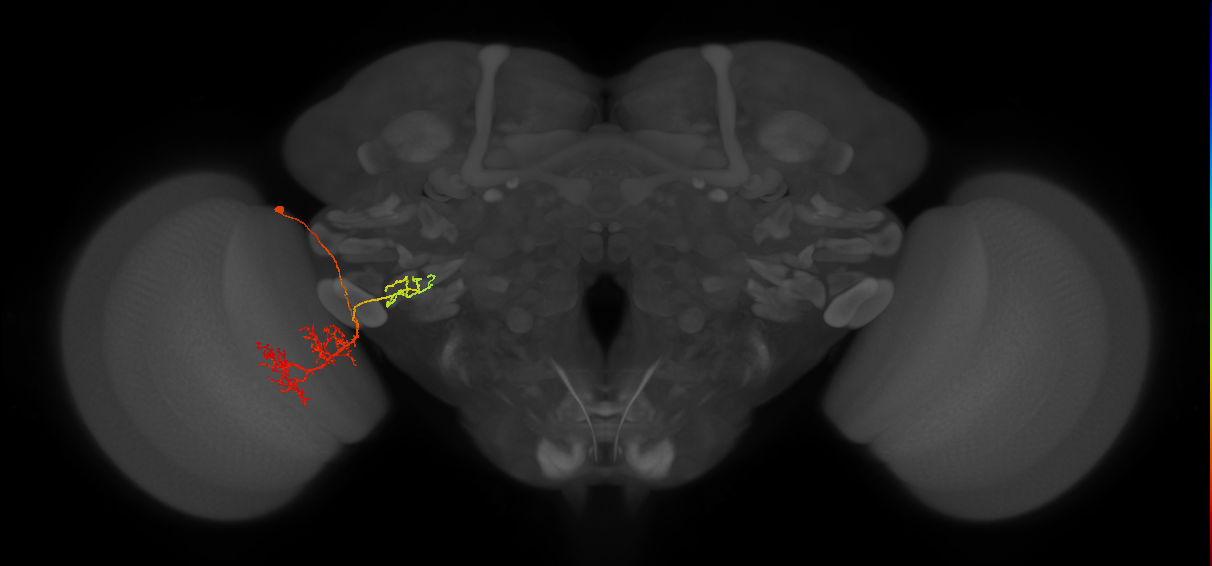 LPLC2_L (MaleCNS:25136)