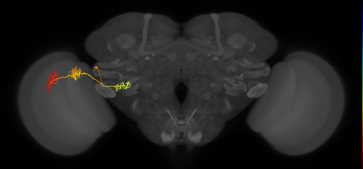 adult VPNd1 lineage neuron