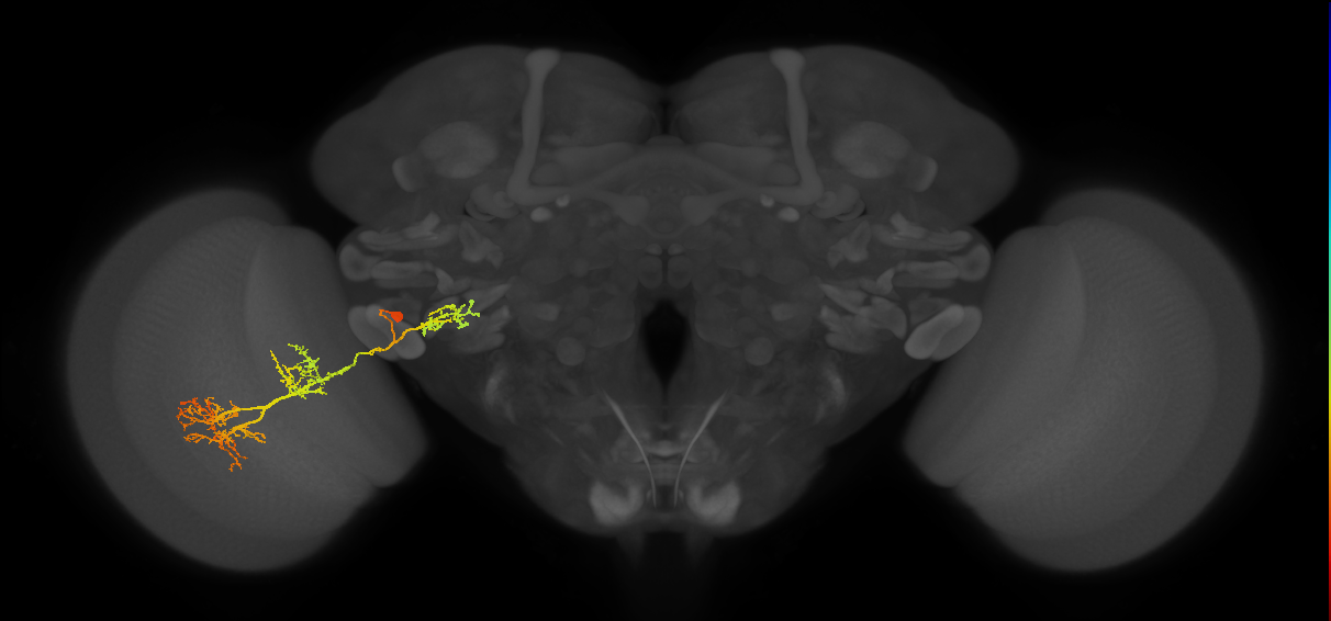 adult VPNd1 lineage neuron