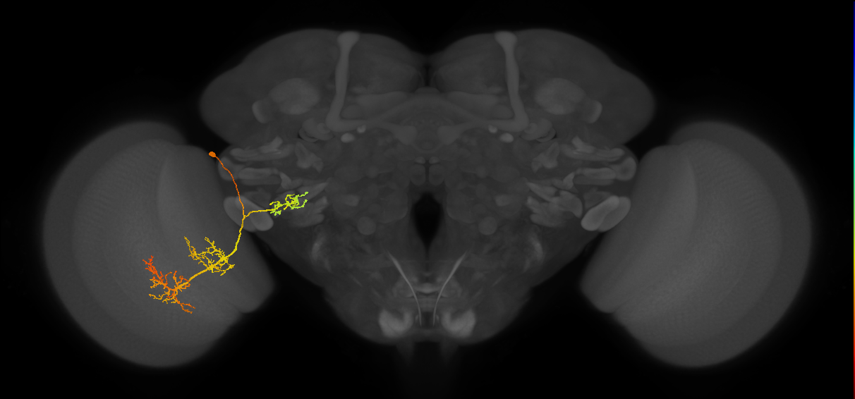 adult VPNd1 lineage neuron