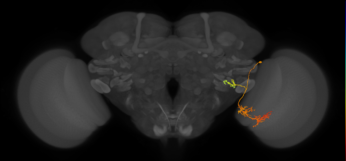 adult VPNd1 lineage neuron