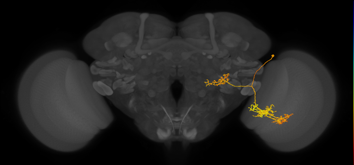 LPLC4_R (MaleCNS:19050)
