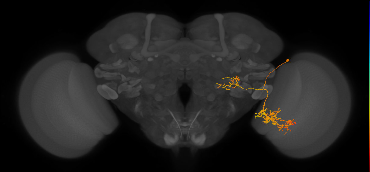LPLC4_R (MaleCNS:22028)