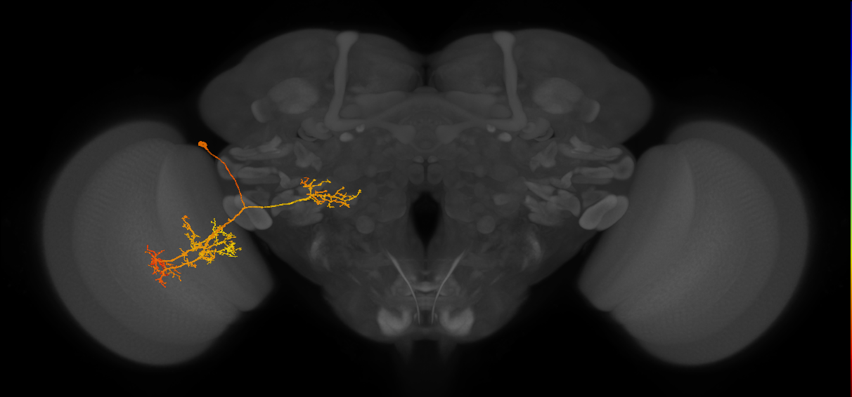 LPLC4_L (MaleCNS:10801)
