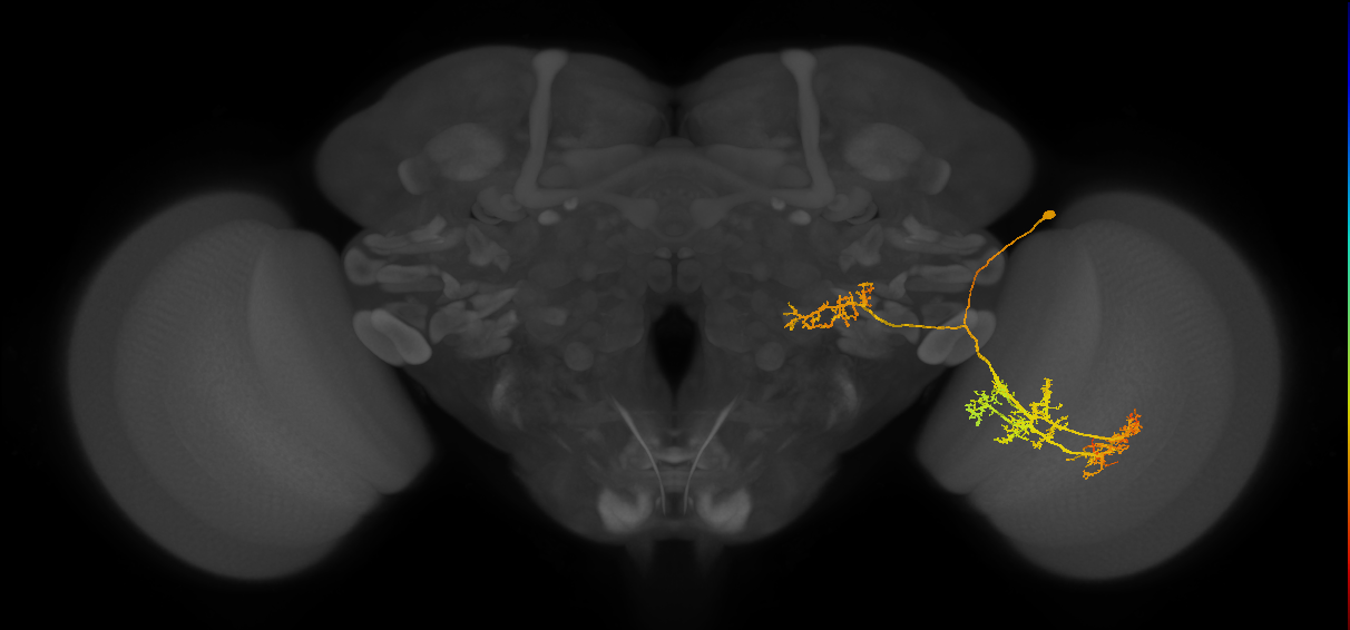 LPLC4_R (MaleCNS:18079)