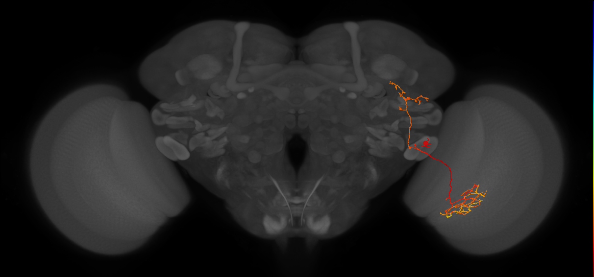 DPLpv anterior hemilineage neuron