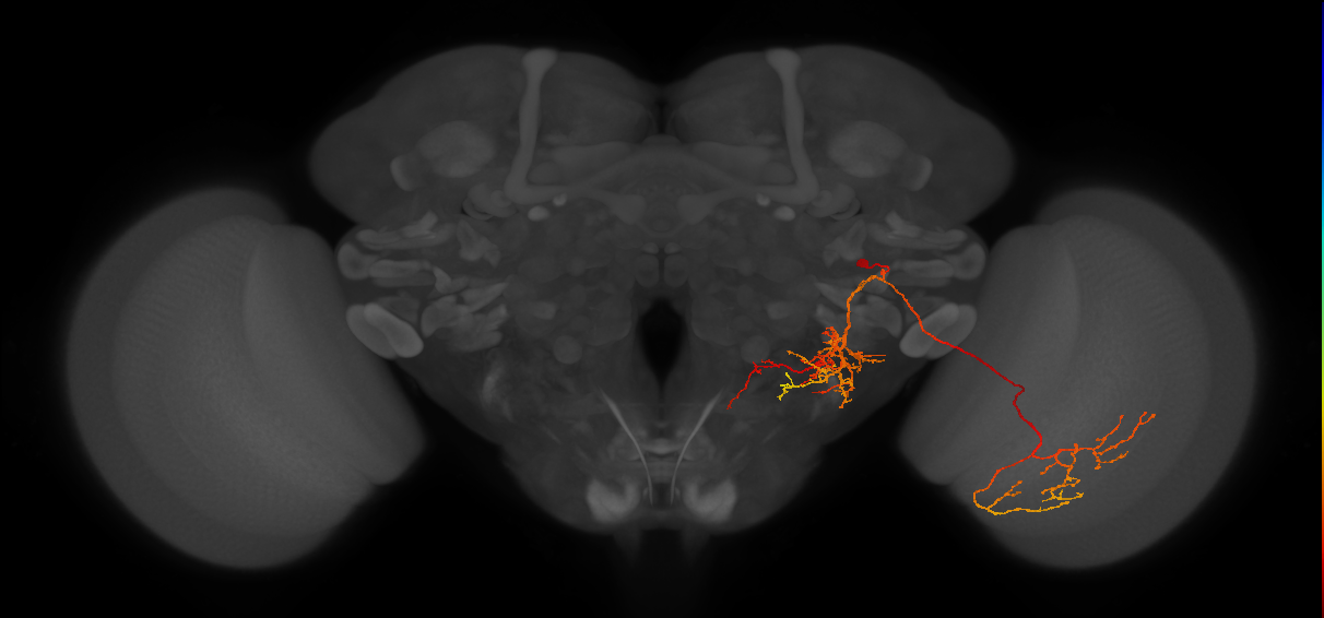 DPLpv posterior hemilineage neuron
