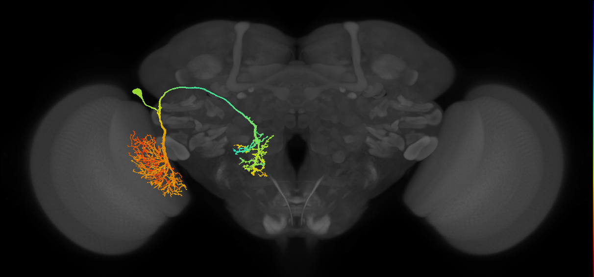 adult VPNl&d1 lineage neuron