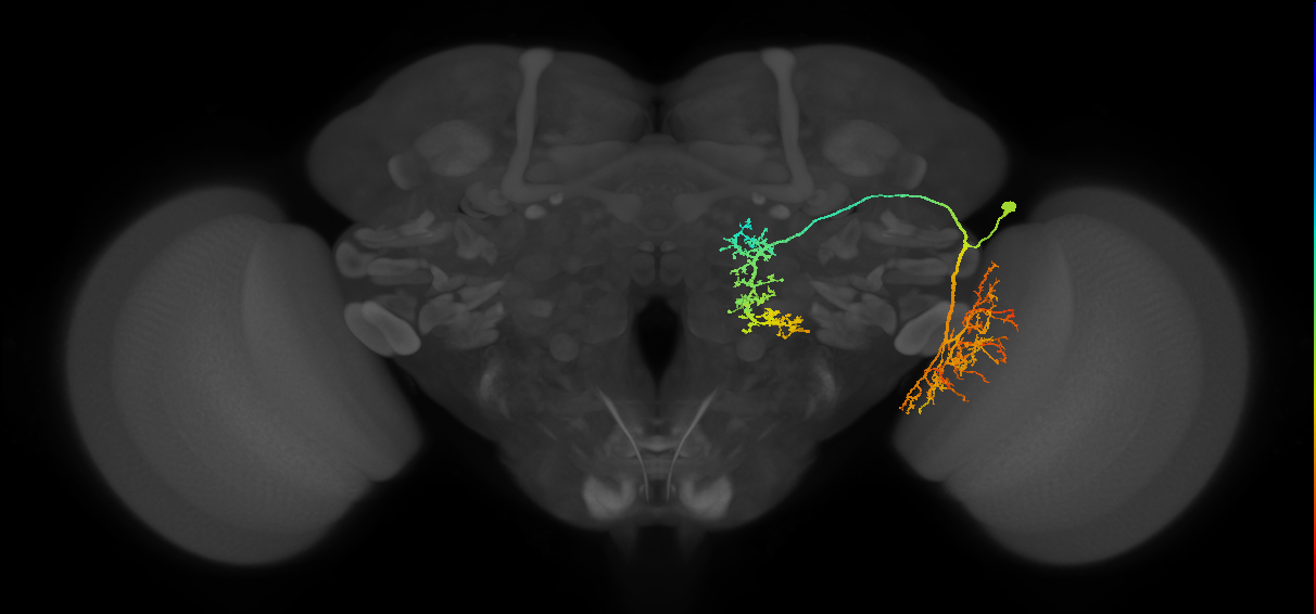 LT51_R (MaleCNS:15402)