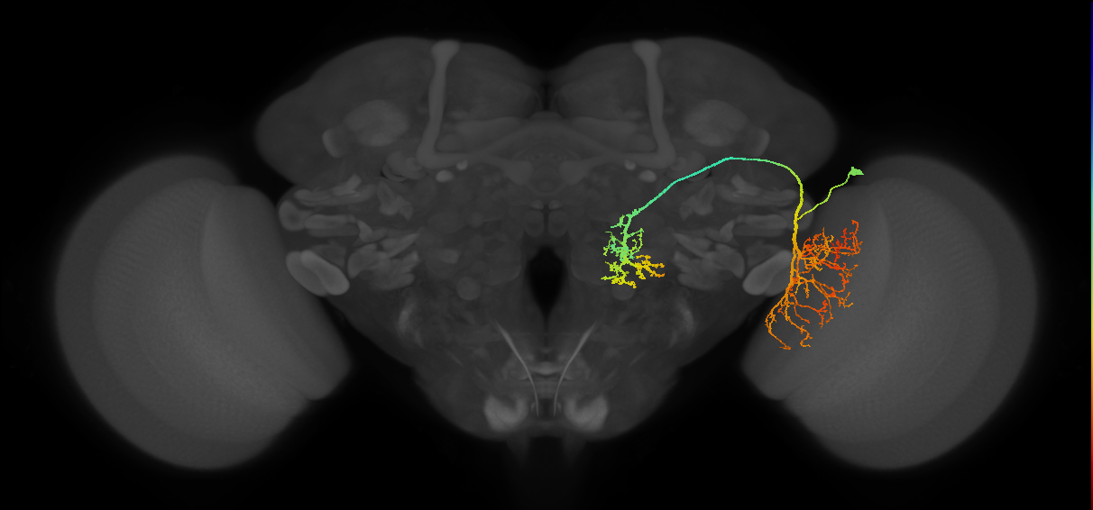 adult VPNl&d1 lineage neuron