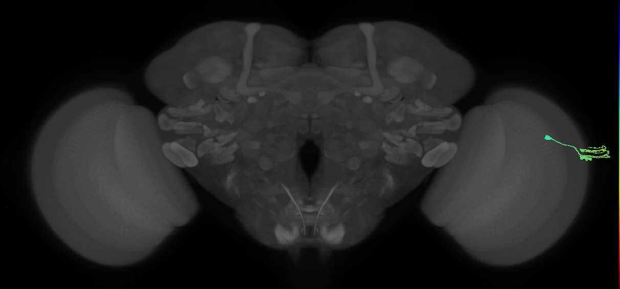 optic lobe amacrine neuron