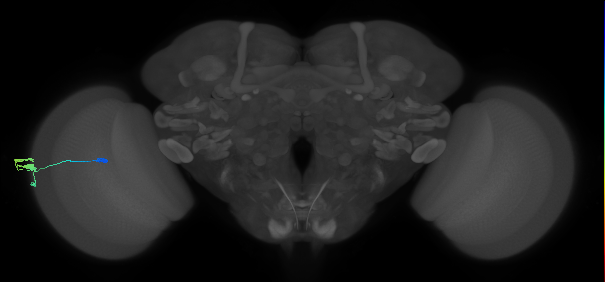 optic lobe amacrine neuron