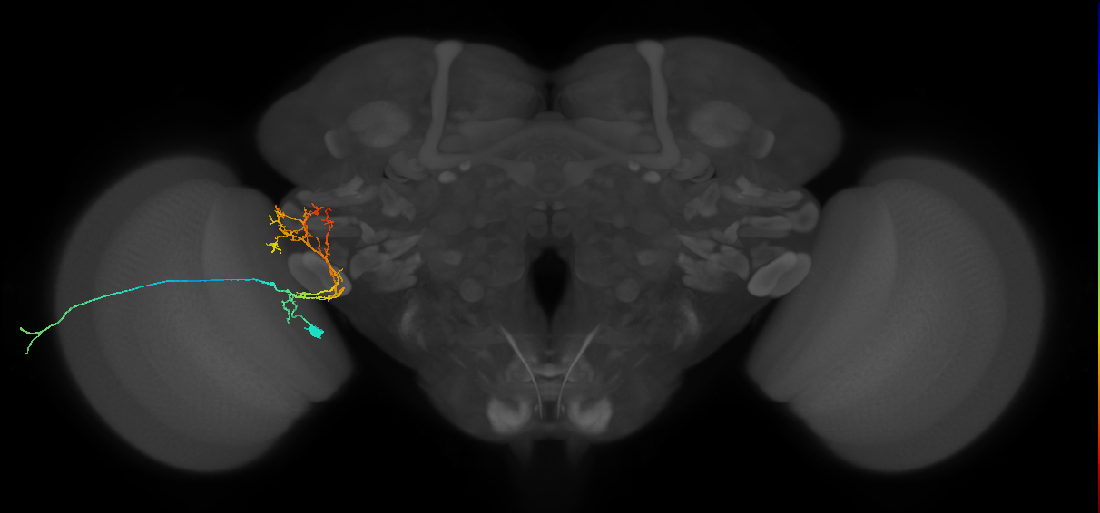 lamina tangential neuron