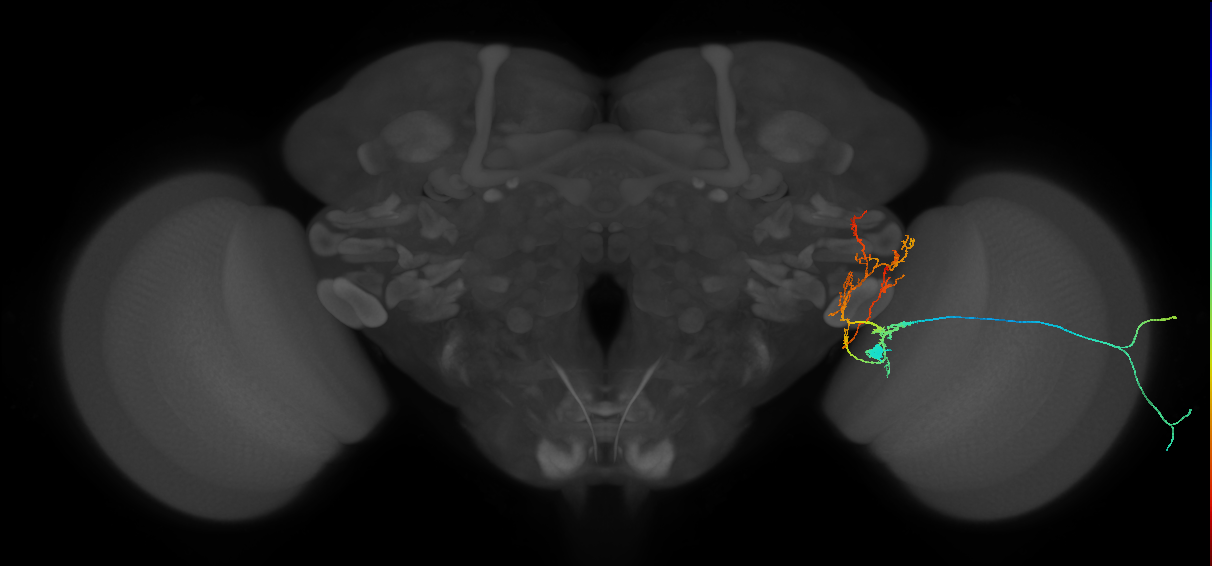 lamina tangential neuron
