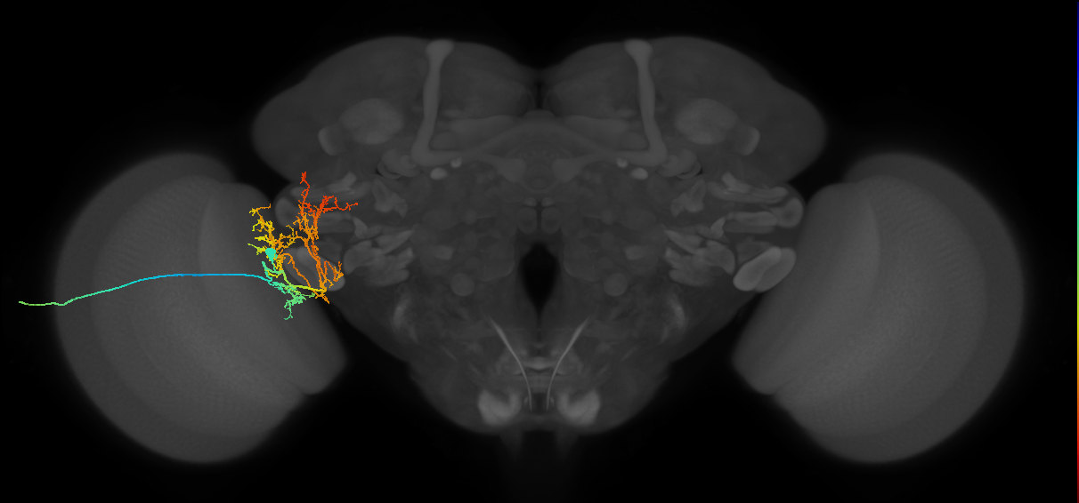 lamina tangential neuron