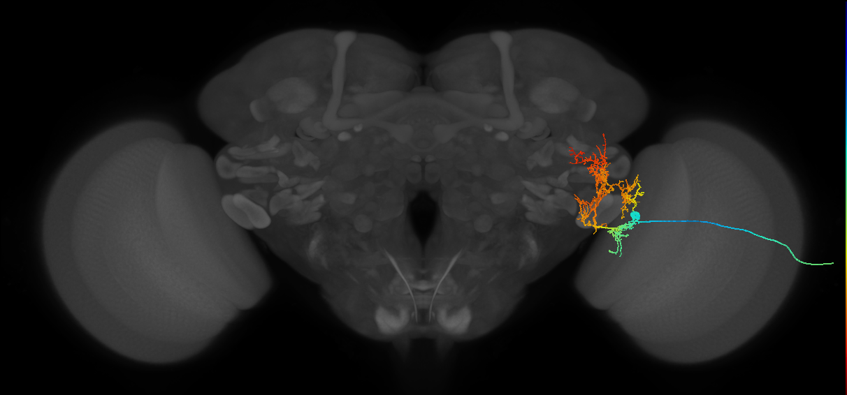 lamina tangential neuron