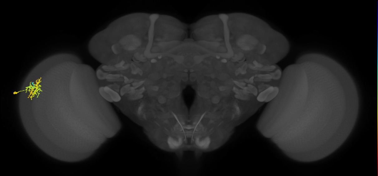 lamina wide-field neuron