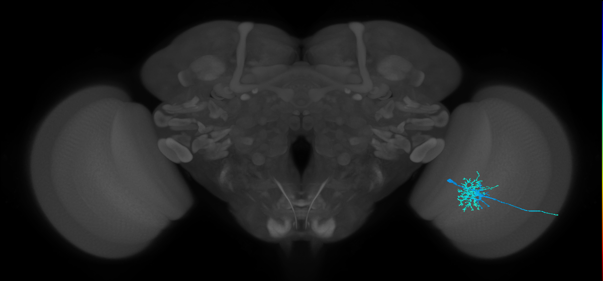 lamina wide-field neuron
