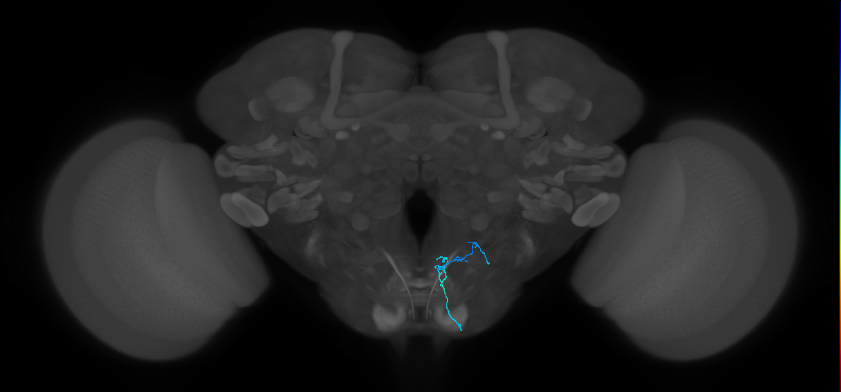 gustatory receptor neuron