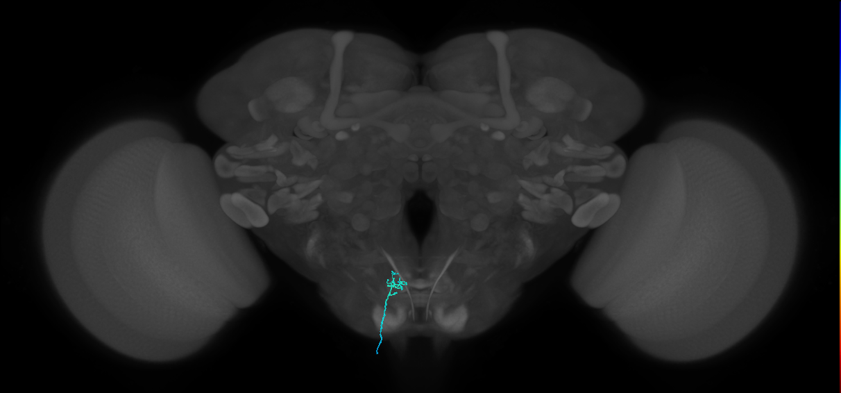 LB3c_L (MaleCNS:158893964)