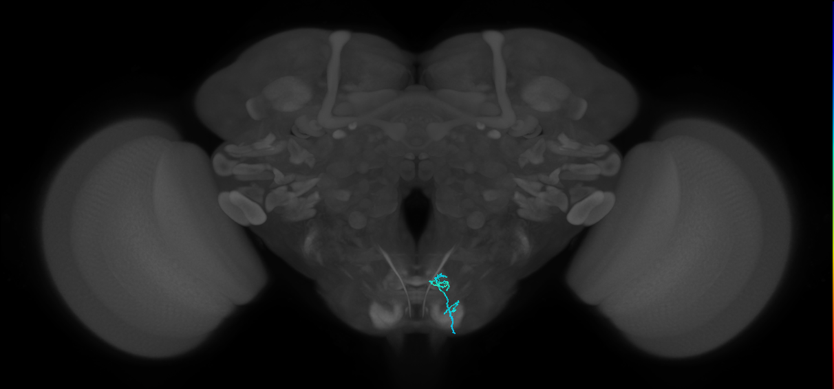 LB3d_R (MaleCNS:129171)