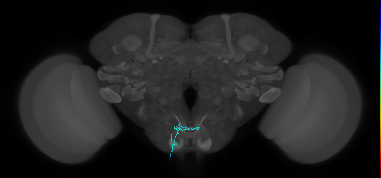 LB3d_L (MaleCNS:512552)