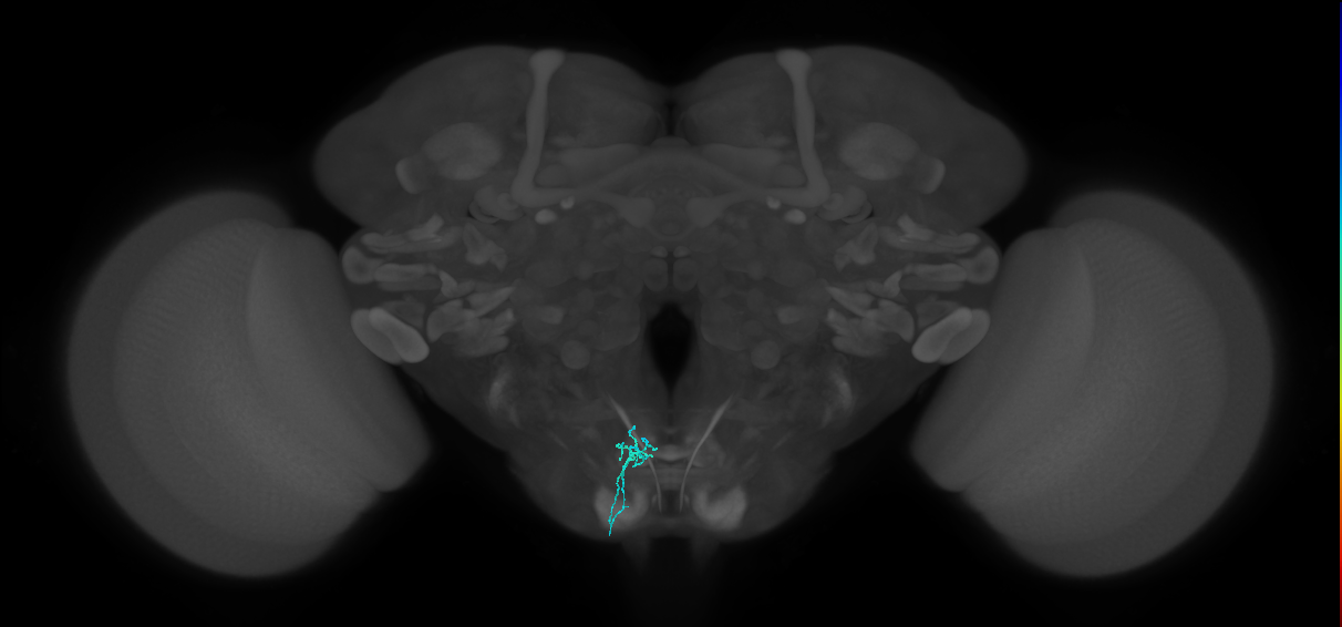 LB3d_L (MaleCNS:516216)