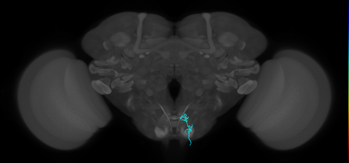 LB3d_R (MaleCNS:516218)