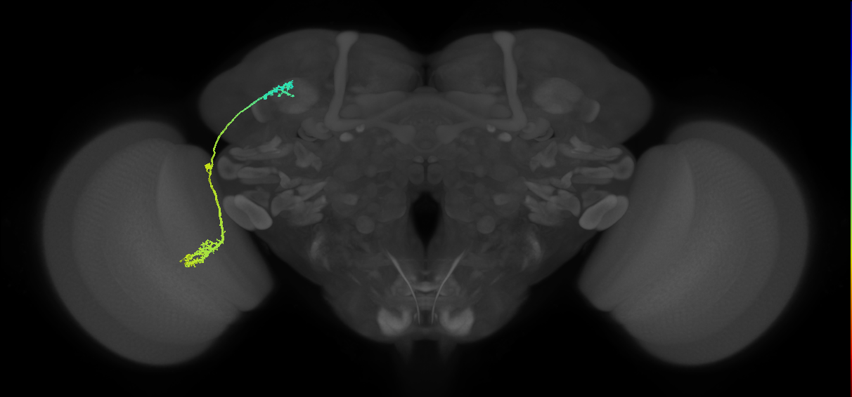 adult VPNd2 lineage neuron