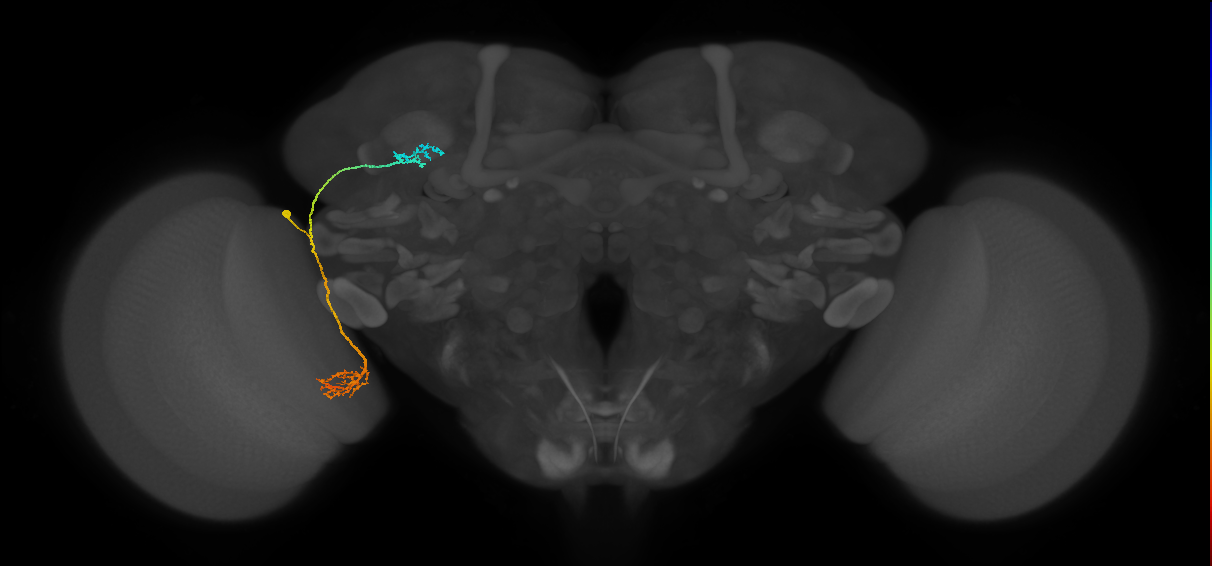 adult VPNd2 lineage neuron