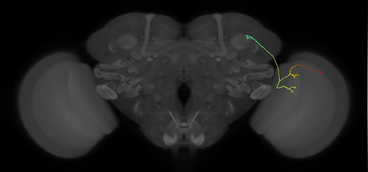 LC10a_R (MaleCNS:85707)
