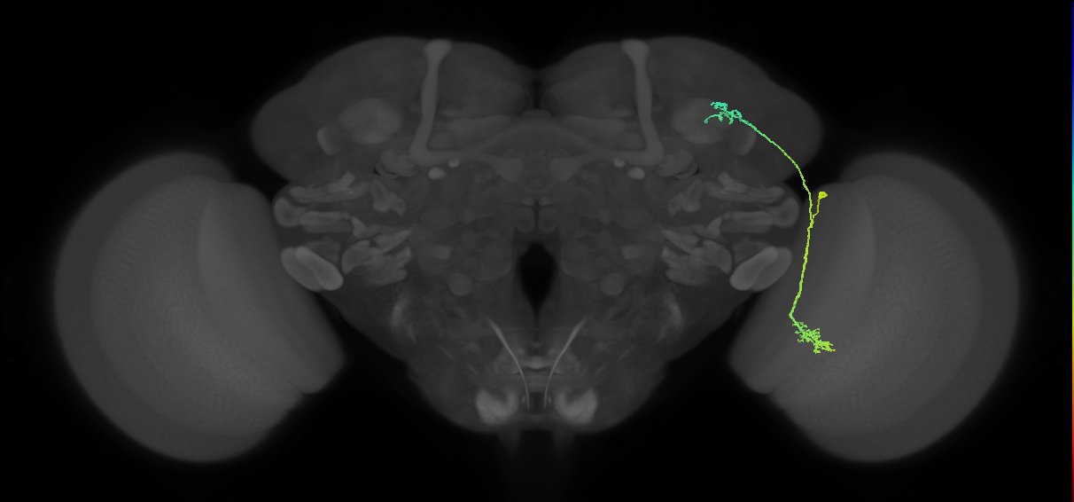 LC10a_R (MaleCNS:32946)