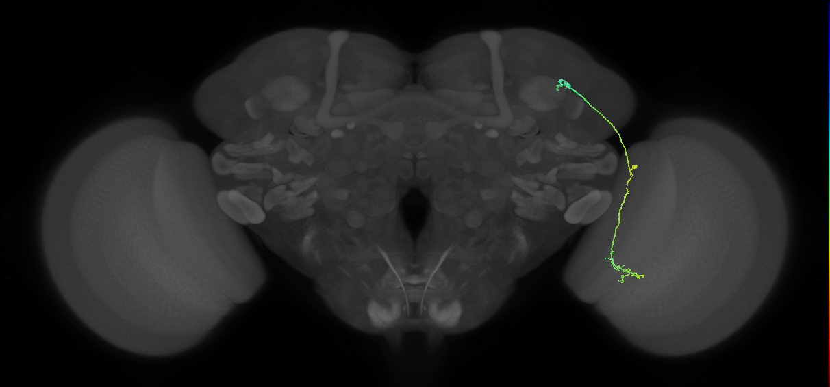 LC10a_R (MaleCNS:69463)
