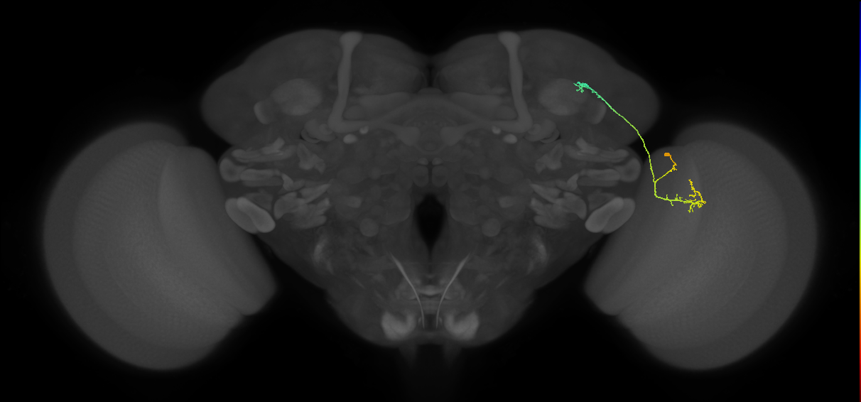 LC10a_R (MaleCNS:86507)