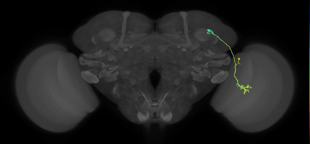 LC10a_R (MaleCNS:57264)