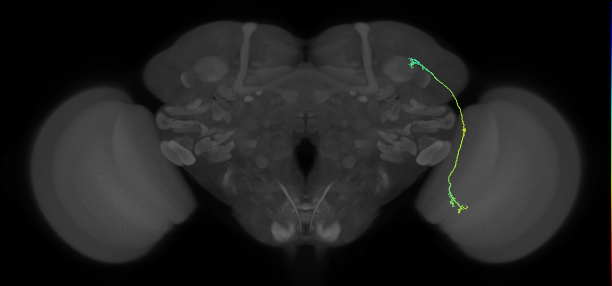 LC10a_R (MaleCNS:57894)